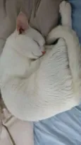 Hugo