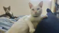 Hugo