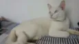 Hugo