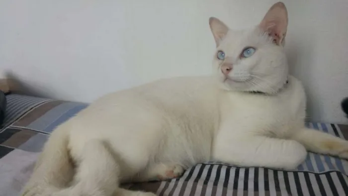 Gato ra a SRD idade 7 a 11 meses nome Hugo