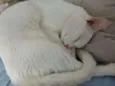 Hugo