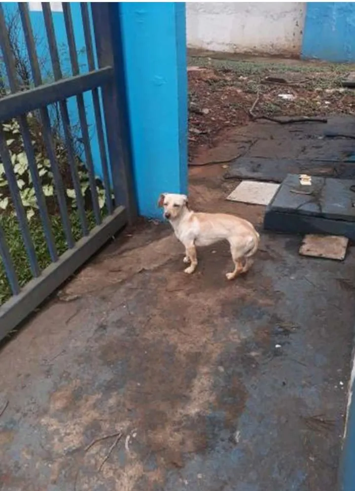 Cachorro ra a Vira-lata  idade 1 ano nome Amarelinha