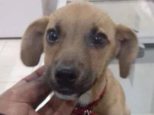 Cachorro raça Viralata idade 2 a 6 meses nome Mike