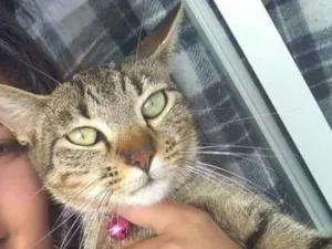 Gato raça  idade 1 ano nome Lica