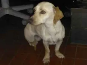 Cachorro raça Vira-lata  idade 1 ano nome Amarelinha