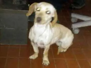 Cachorro ra a Vira-lata  idade 1 ano nome Amarelinha