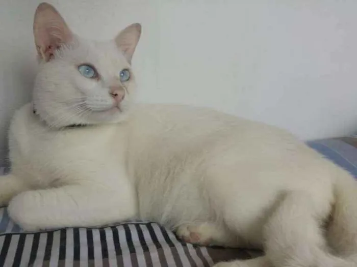 Gato ra a SRD idade 7 a 11 meses nome Hugo