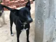 Spike