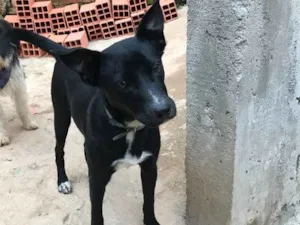 Cachorro raça SRD idade  nome Spike