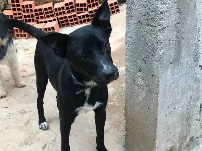 Cachorro ra a SRD idade  nome Spike