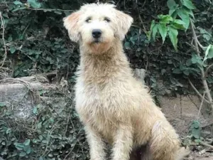 Cachorro raça SRD idade  nome Estrela