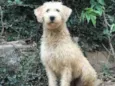 Estrela