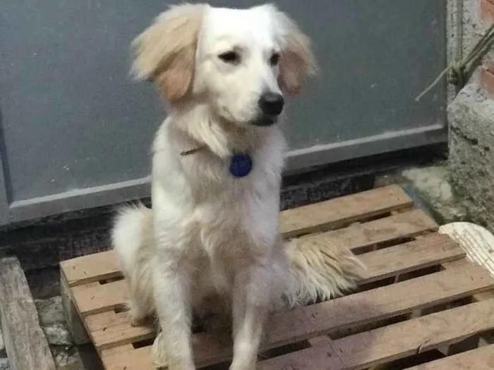 Cachorro ra a SRD idade  nome Zyon