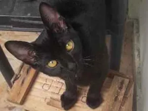 Gato raça Indefinida idade 2 a 6 meses nome Faisca e fumaça