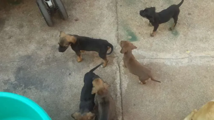 Cachorro ra a Vira lata idade Abaixo de 2 meses nome Sem nomes