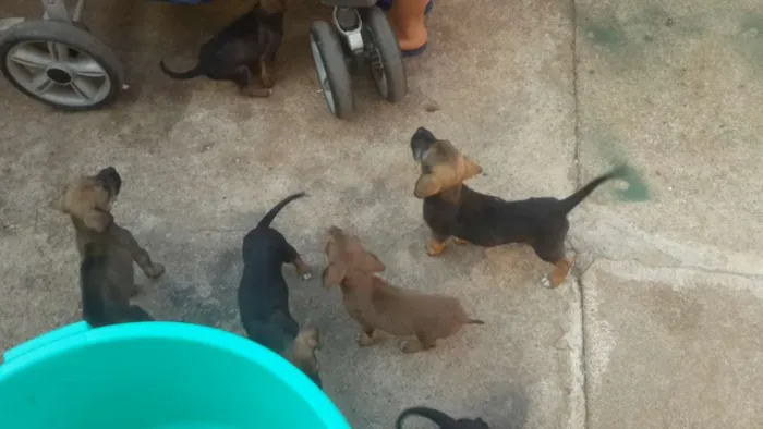 Cachorro ra a Vira lata idade Abaixo de 2 meses nome Sem nomes