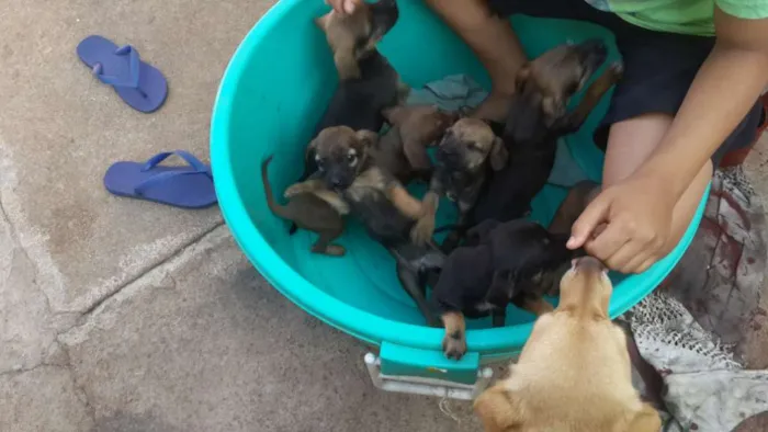 Cachorro ra a Vira lata idade Abaixo de 2 meses nome Sem nomes