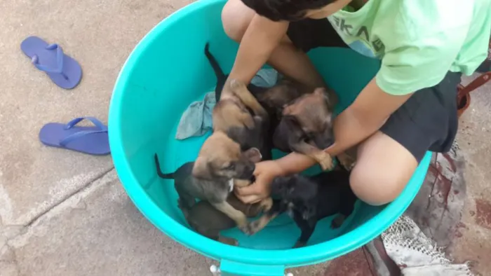 Cachorro ra a Vira lata idade Abaixo de 2 meses nome Sem nomes