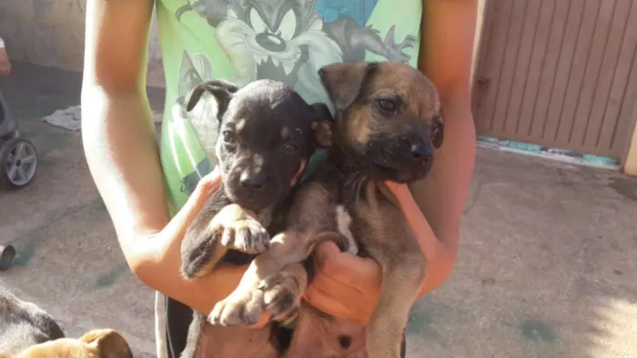 Cachorro ra a Vira lata idade Abaixo de 2 meses nome Sem nomes