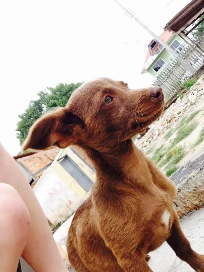 Cachorro ra a Vira-lata  idade 3 anos nome Bela