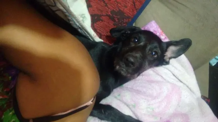 Cachorro ra a SRD idade 3 anos nome Mel e Belinha