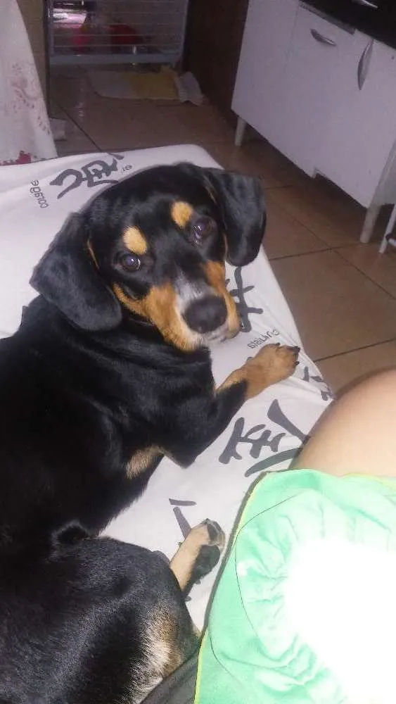 Cachorro ra a Salsicha idade 3 anos nome Bhetovem