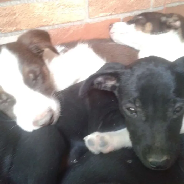 Cachorro raça Mista idade 2 a 6 meses nome Ainda não tem