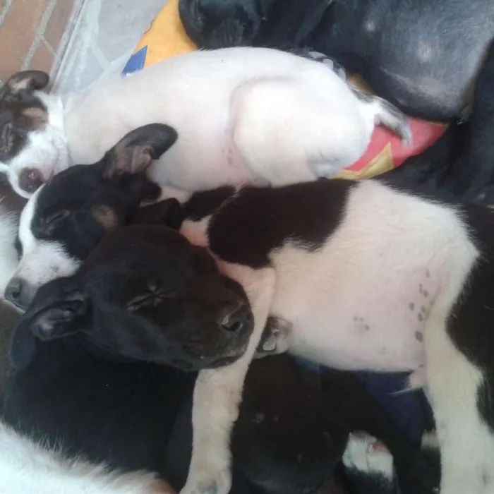 Cachorro raça Mista idade 2 a 6 meses nome Ainda não tem