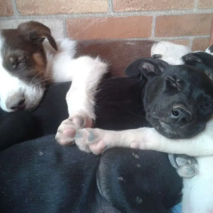 Cachorro raça Mista idade 2 a 6 meses nome Ainda não tem