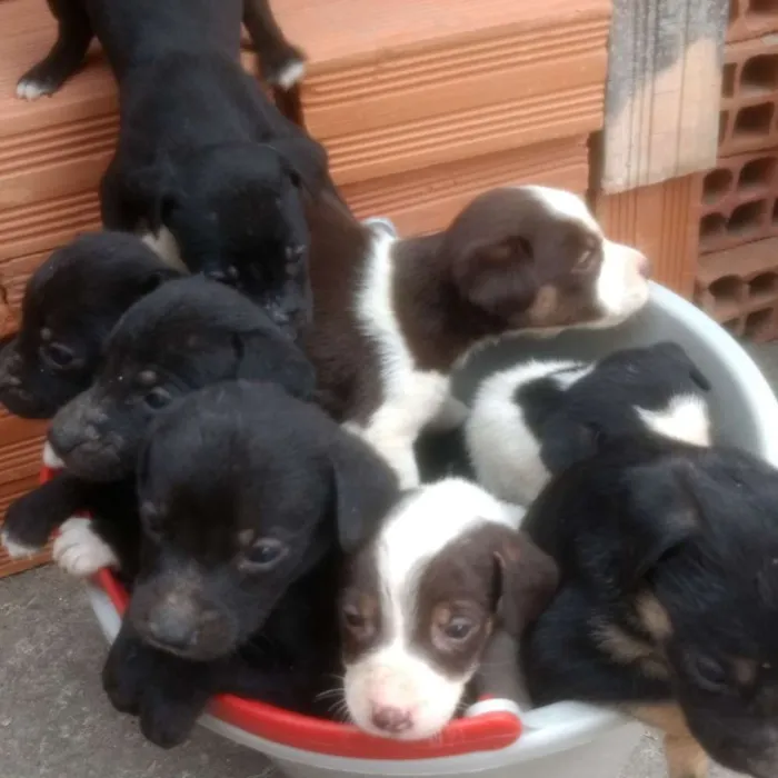 Cachorro raça Mista idade 2 a 6 meses nome Ainda não tem