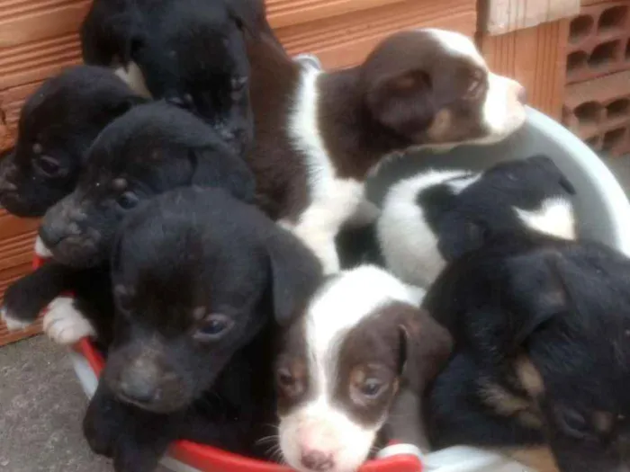 Cachorro raça Mista idade 2 a 6 meses nome Ainda não tem