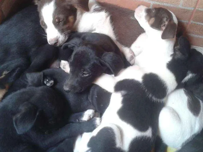 Cachorro raça Mista idade 2 a 6 meses nome Ainda não tem