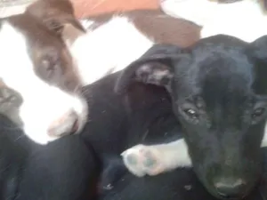 Cachorro raça Mista idade 2 a 6 meses nome Ainda não tem