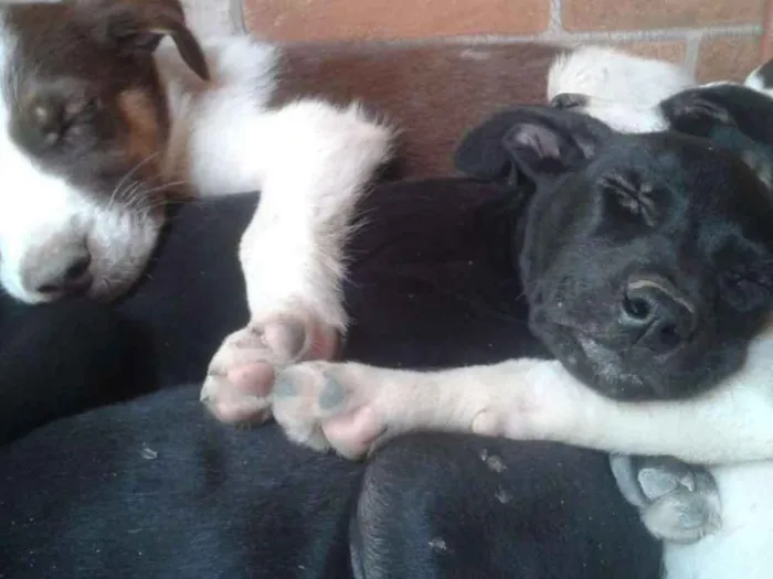 Cachorro raça Mista idade 2 a 6 meses nome Ainda não tem
