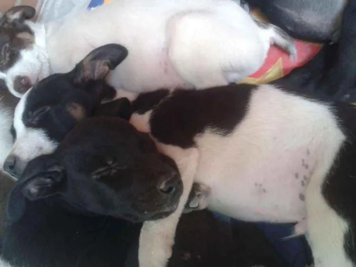 Cachorro raça Mista idade 2 a 6 meses nome Ainda não tem