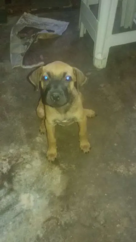Cachorro ra a SRD idade 2 a 6 meses nome sem nome