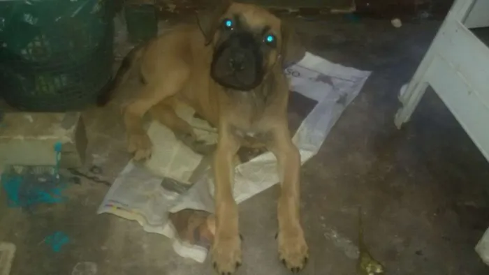 Cachorro ra a SRD idade 2 a 6 meses nome sem nome