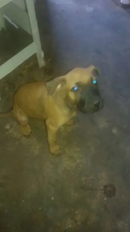 Cachorro ra a SRD idade 2 a 6 meses nome sem nome