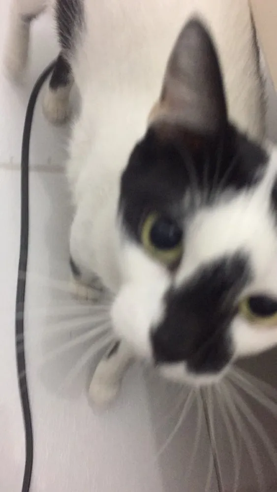 Gato ra a Vira-lata  idade 3 anos nome Mei