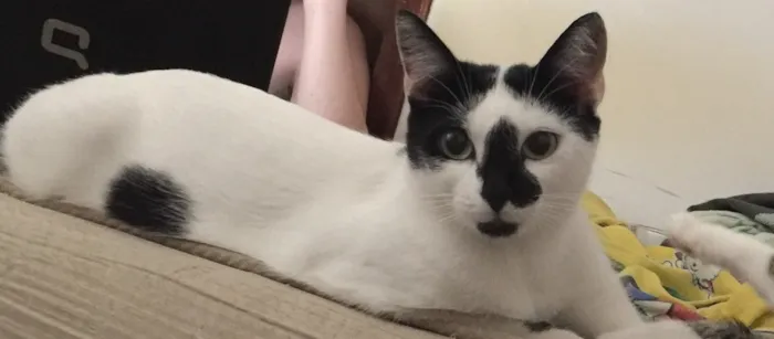Gato ra a Vira-lata  idade 3 anos nome Mei