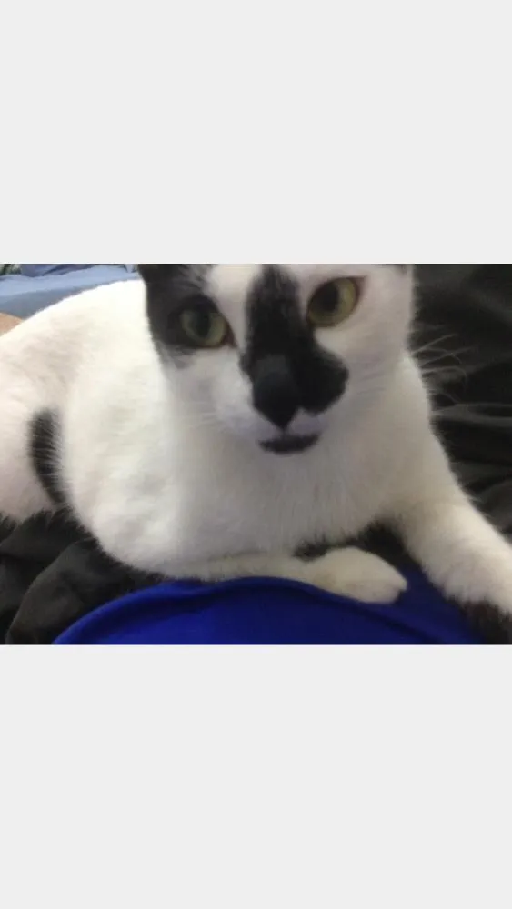 Gato ra a Vira-lata  idade 3 anos nome Mei