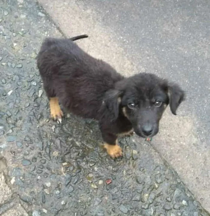 Cachorro ra a vira lata idade 2 a 6 meses nome Sem nome