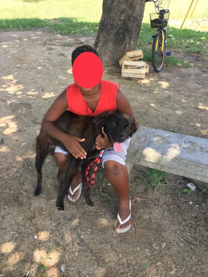 Cachorro ra a Rnd idade 1 ano nome Brutus
