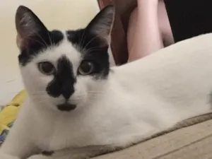 Gato raça Vira-lata  idade 3 anos nome Mei
