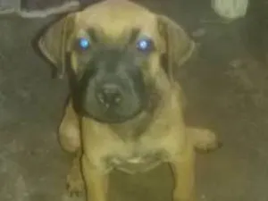 Cachorro raça SRD idade 2 a 6 meses nome sem nome