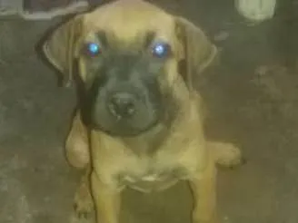 Cachorro ra a SRD idade 2 a 6 meses nome sem nome