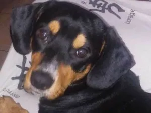 Cachorro raça Salsicha idade 3 anos nome Bhetovem