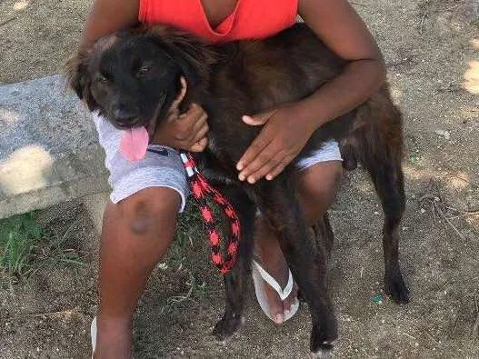 Cachorro ra a Rnd idade 1 ano nome Brutus