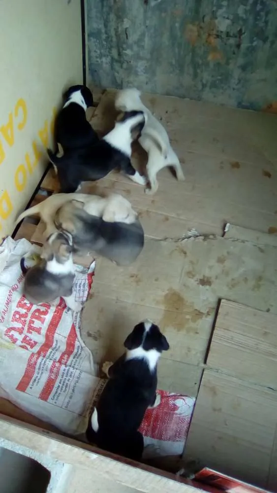 Cachorro raça Mestiços idade Abaixo de 2 meses nome Indefinido