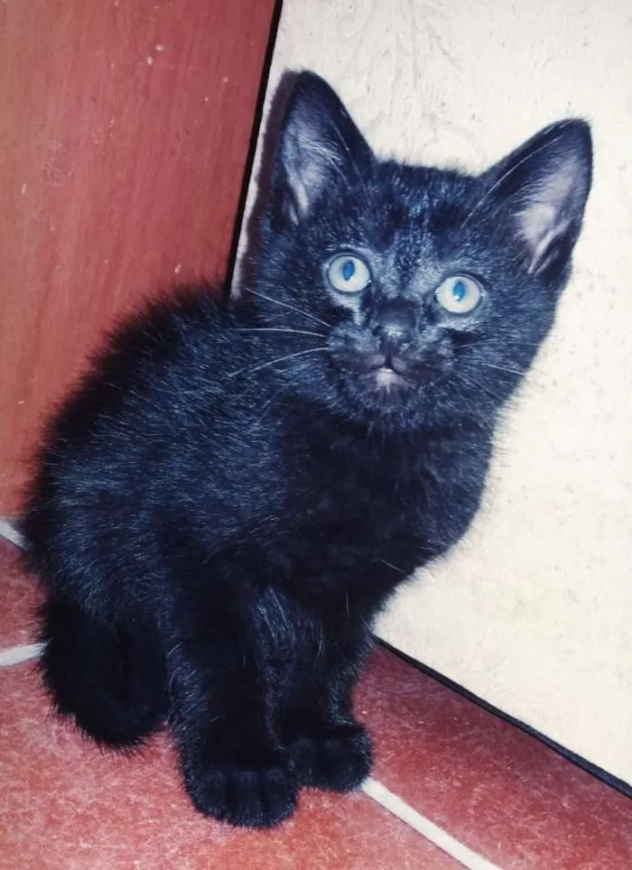 Gato ra a Nao definida idade Abaixo de 2 meses nome Nao definido